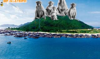 南湾猴岛一日游