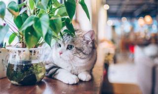 猫咪森林咖啡馆