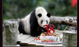 大熊猫的寿命多长