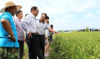 杂交水稻之父袁隆平