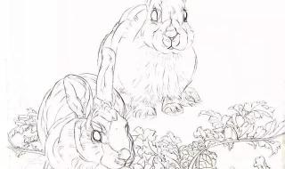 兔子怎么画简单又漂亮