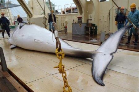 日本捕1430吨鲸肉 日本捕鲸团捕获1430吨鲸肉,是什么让他们大肆捕鲸