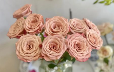 卡布奇诺玫瑰花语 卡布奇诺的花语和寓意
